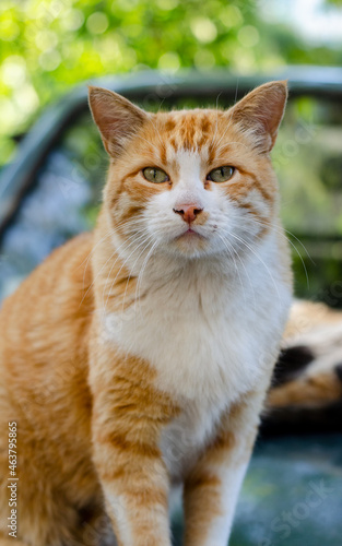 The red-haired street cat is walking. Yard abandoned pet. Stray cat. Ginger cat.