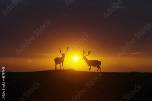 Deer at sunset in an open landscape, wildlife and nature. 3D Illustration