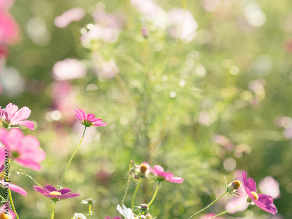 コスモスの花　佐倉ふるさと広場　コスモス畑