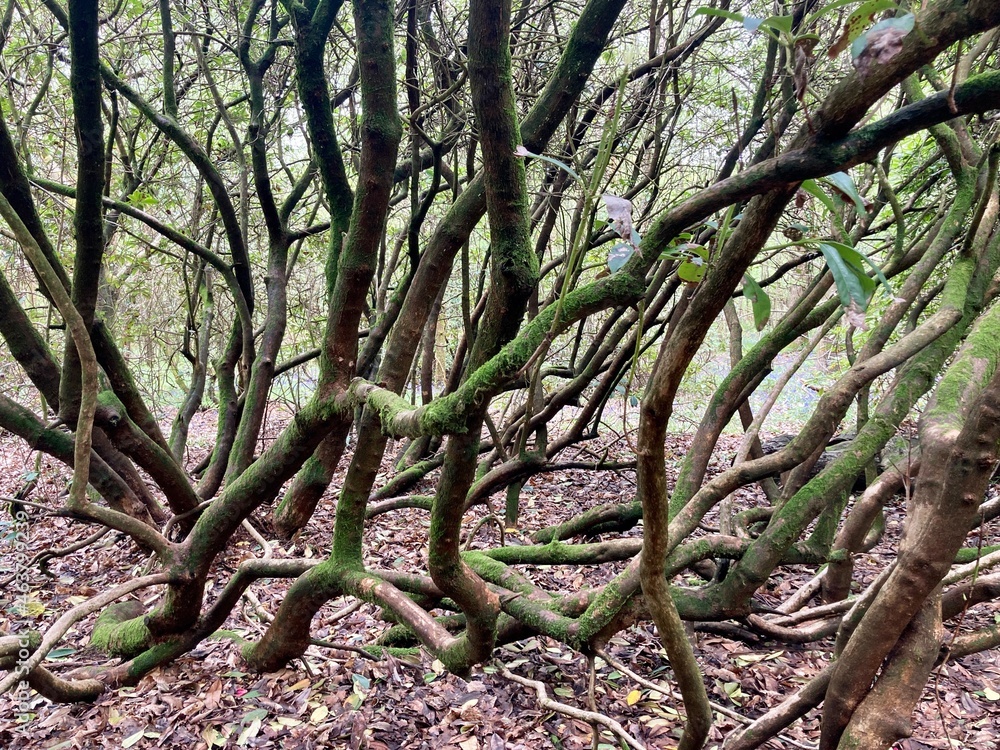 rhododendron petals and tree in the forest with gnarled branches rhododendron petals and tree in the forest with gnarled branches