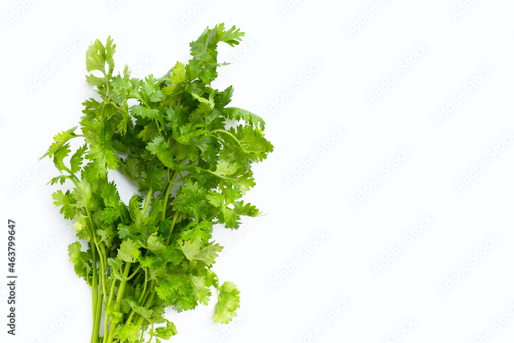 Fototapeta premium Fresh coriander leaves on white background.