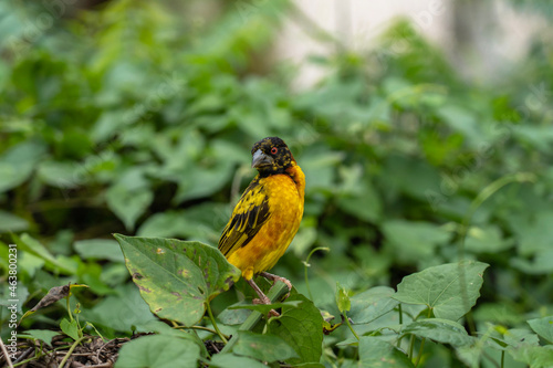 Yellow bird on a background of green foliage