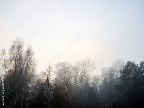 Trees in the mourning mist. A hint of hope and dreams in the air!