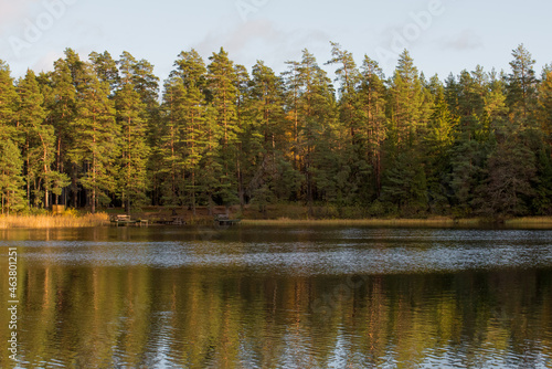 A beautiful forest lake with reeds and a charming reflection in the water