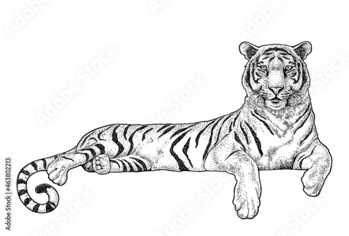 Lying tiger. Vintage black engraving illustration for poster. Isolated on white