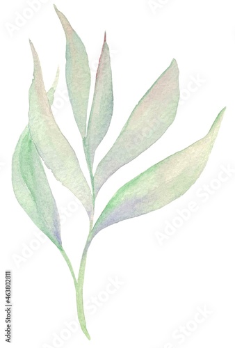 Watercolor illustration of a twig with green leaves, an isolated element on a white background