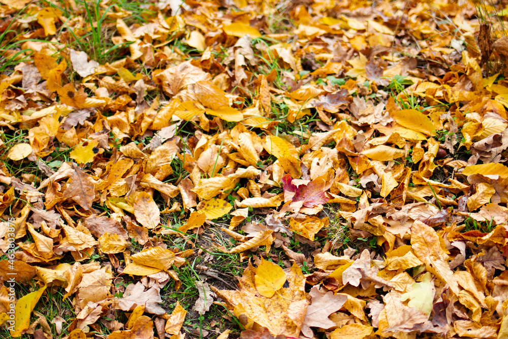 Obraz premium Fallen yellow and orange autumn leaves lying on the green grass. Autumn Leaf Background