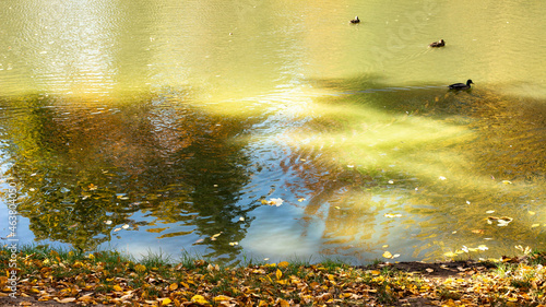A flock of ducks swims on a lake in the park in the fall