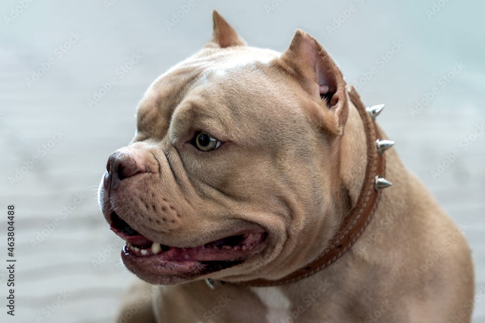Closeup portrait of expressive lilac brown American bully dog. Open mouth, smiling face expression. Outdoors, soft selective focus, copy space.