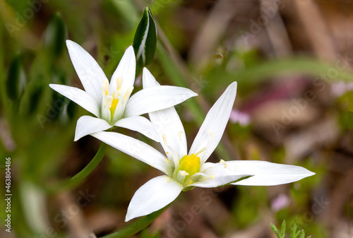 Ornithogalum umbellatum flower found in nature.