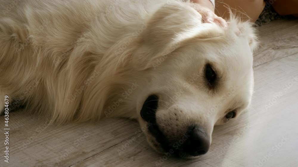 Kid Pets Dog While Retriever Lying On Floor Indoor, Cropped Kid Pets Dog While Retriever Lying On Floor Indoor, Cropped