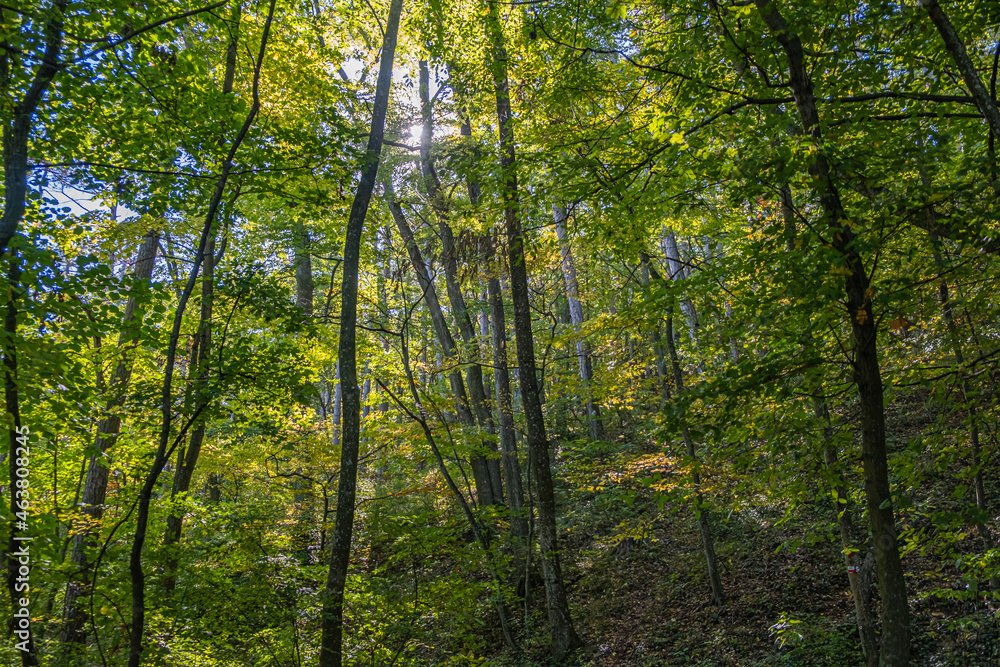 green forest in spring time