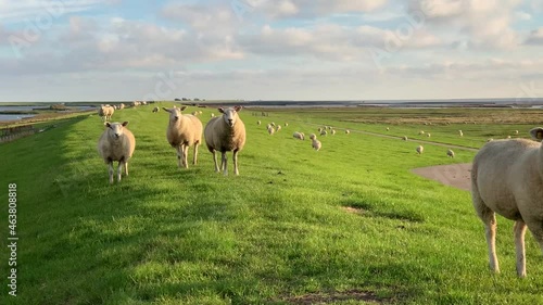Deichschafe auf dem Deich bei Dagebüll, Nordfriesland