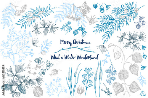 Hand-drawn sketch christmas plants card with pine cones, berries, branches, leaves in engraving style. Vintage herbal border decor. Xmas retro decor Wedding graphic Hello, winter. Vector.