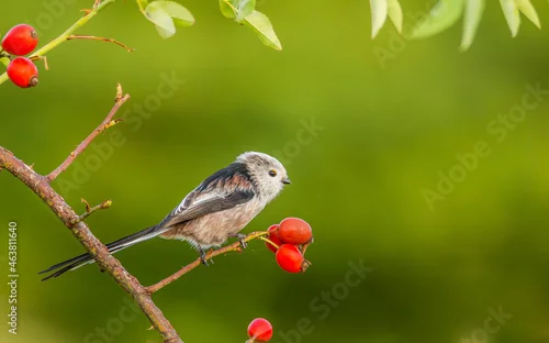 Obraz Raniuszek zwyczajny, raniuszek (Aegithalos caudatus)