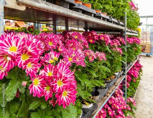 Photo Chrysanthemums plants with beautiful pink flowers