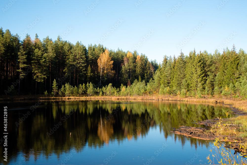 A beautiful forest lake with reeds and a charming reflection in the water