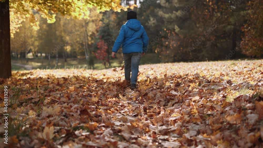 Boy in blue jacket and hat walks on the ground covered with yellow leaves. Child kicks up the foliage. View from the back. View of autumn park in the sunlight. Sunny day. Boy in blue jacket and hat walks on the ground covered with yellow leaves. Child kicks up the foliage. View from the back. View of autumn park in the sunlight. Sunny day.