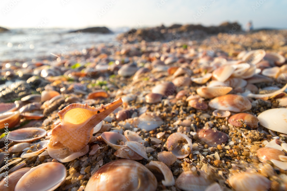 Close-up image of seashells, wide angle, blurred beach and sky in the background