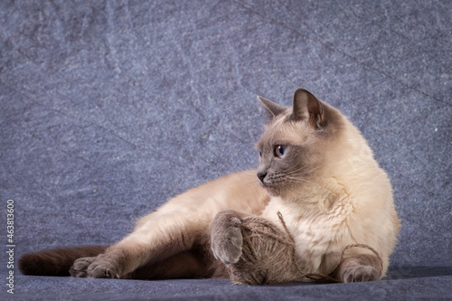 A Thai Siamese cat lies and plays with a ball of thread. Blue background, close-up