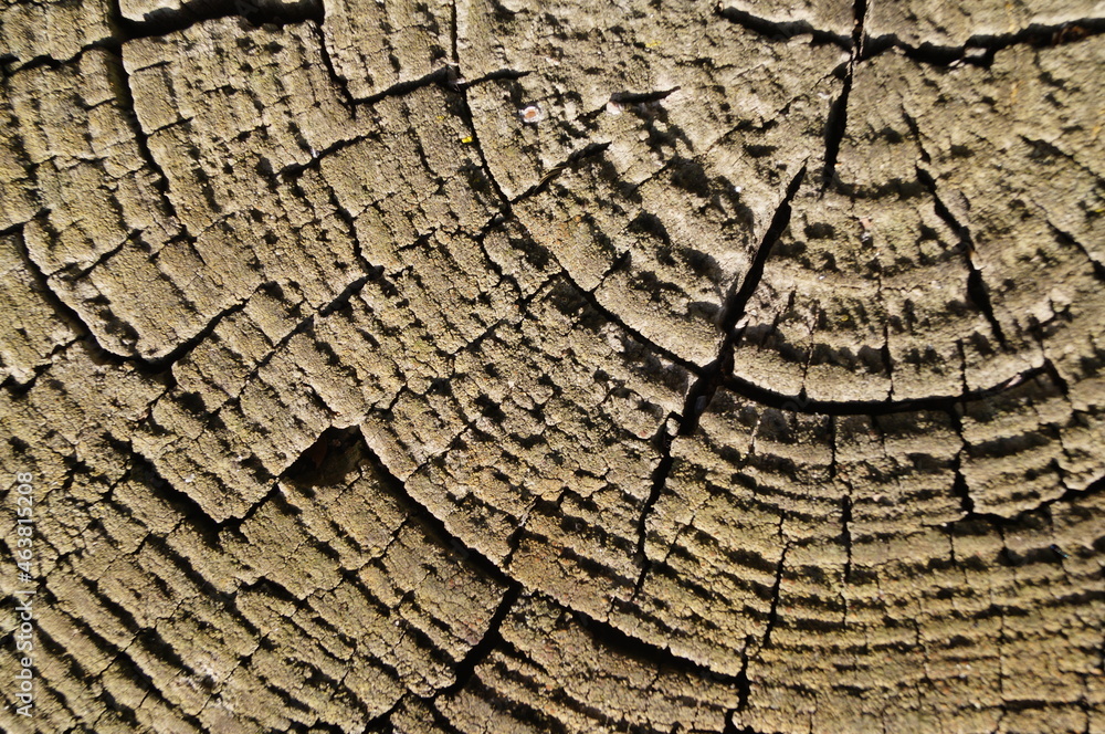 Fototapeta premium a tree stump lit by the sun. the bark of a cut old pine. old wood texture