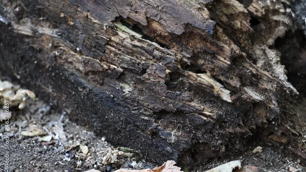 trunk of the tree is eaten by worms, the stump fell to the ground trunk of the tree is eaten by worms, the stump fell to the ground