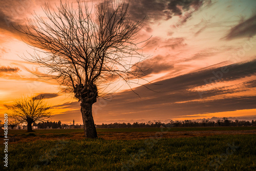 Two Trees in Countryside at sunset, Italy