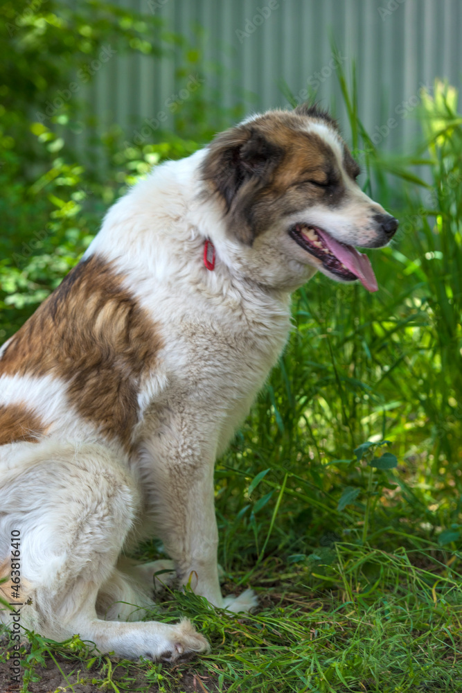 white with brown alabai on green grass background white with brown alabai on green grass background