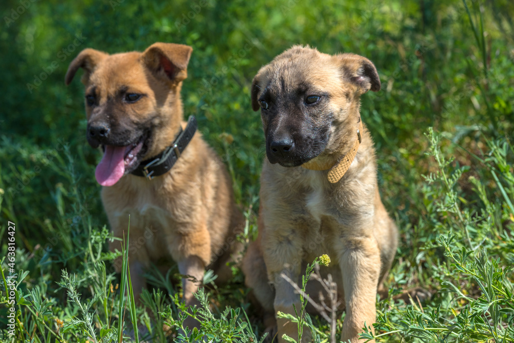 cute brown mongrel puppies on a background of green grass cute brown mongrel puppies on a background of green grass