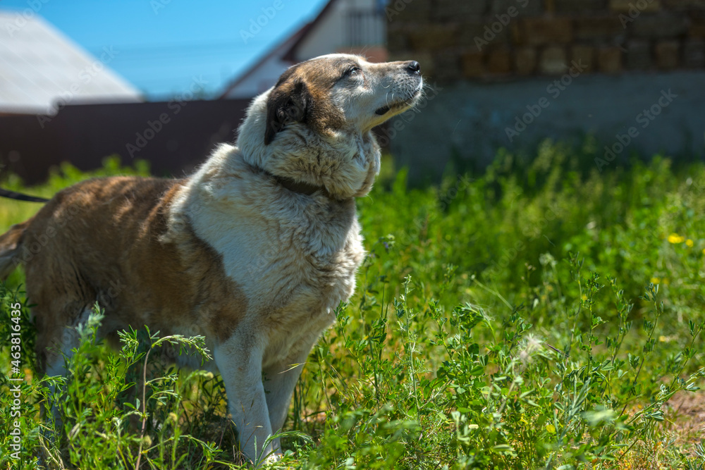 big red and white mongrel dog on the lawn big red and white mongrel dog on the lawn
