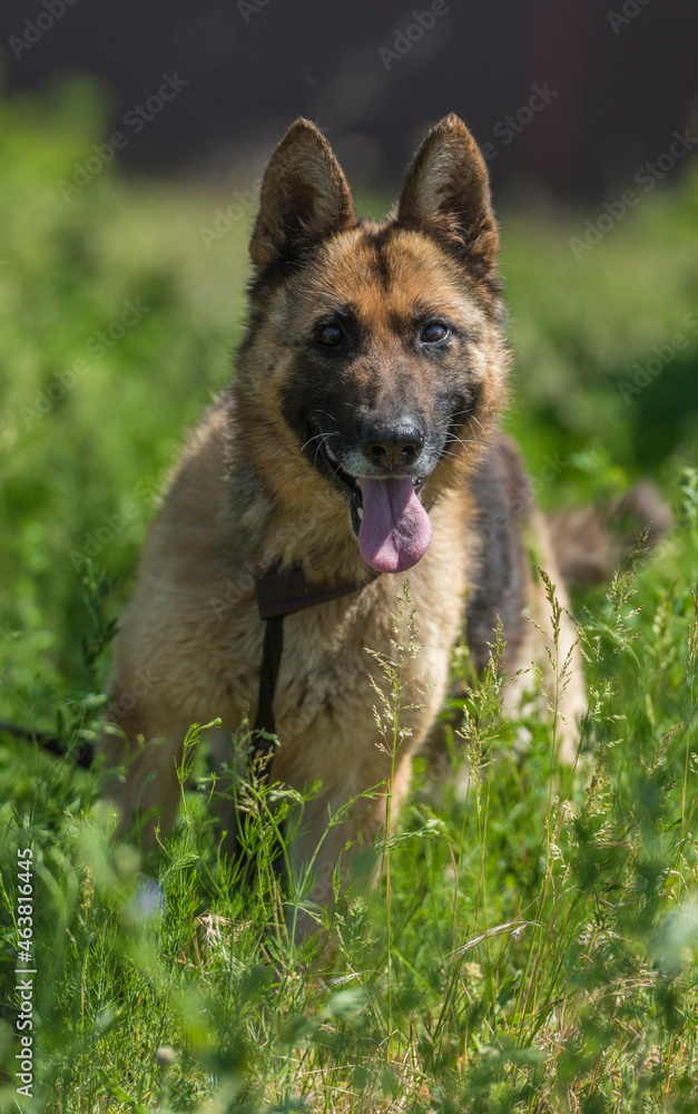 blind german shepherd dog at animal shelter blind german shepherd dog at animal shelter