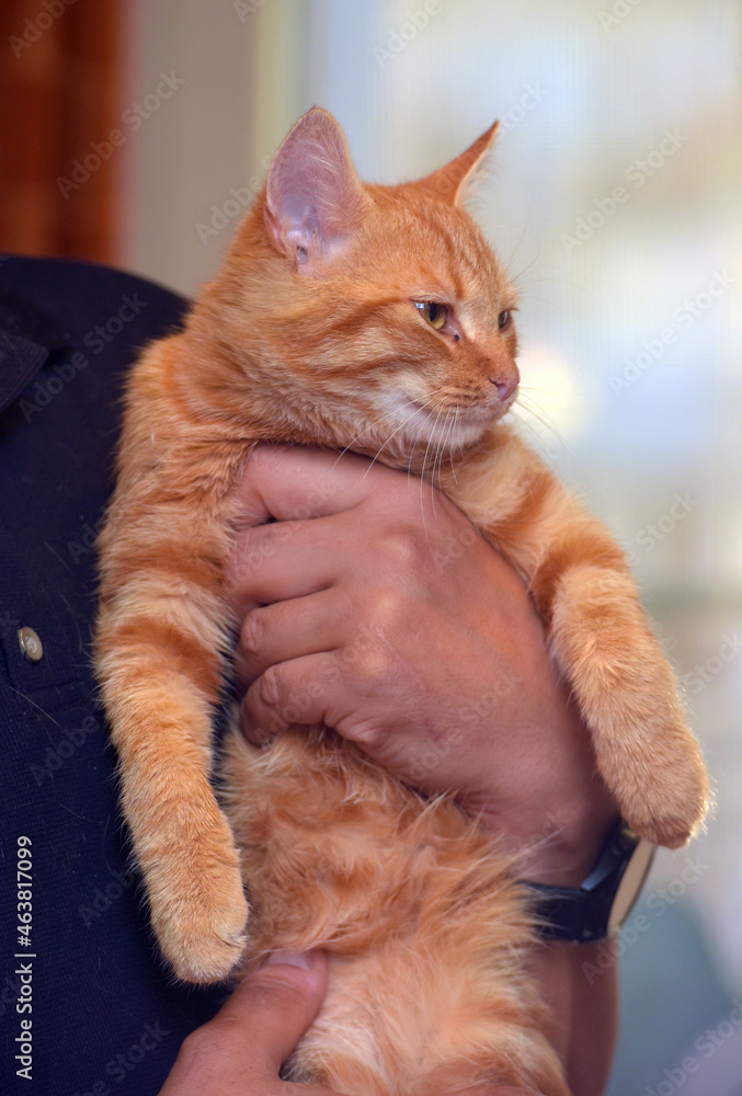 cute ginger affectionate cat in hands