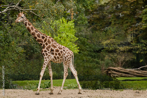 Giraffe - Netzgiraffe im Zoo