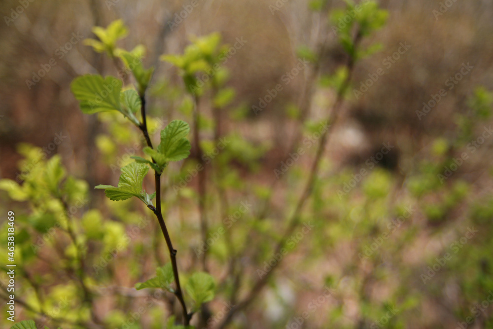 sprout on tree sprout on tree