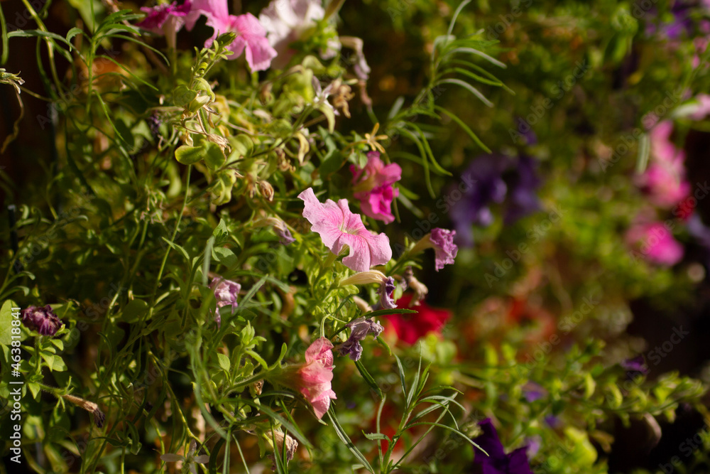 pink flowers in the garden pink flowers in the garden