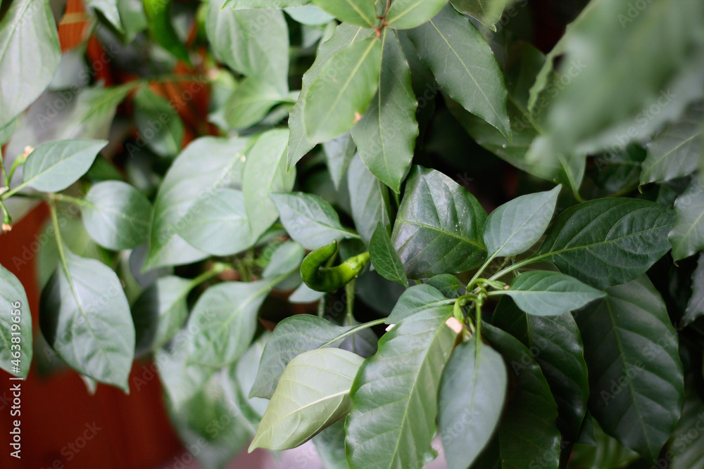 Obraz premium leaves of a plant