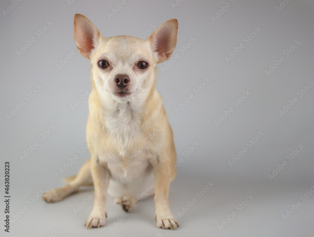 healthy brown short hair chihuahua dog, sitting on gray background, looking at camera, isolated. healthy brown short hair chihuahua dog, sitting on gray background, looking at camera, isolated.