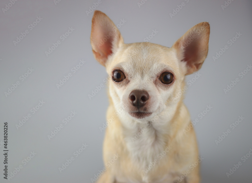 healthy brown  short hair chihuahua dog, sitting on gray background, looking at camera, isolated.