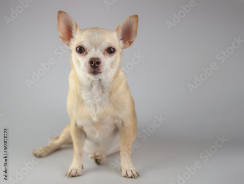 healthy brown  short hair chihuahua dog, sitting on gray background, looking at camera, isolated. © Phuttharak