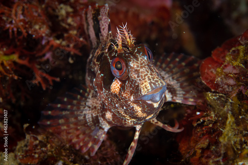 Blennie saltwater fish near shoreline in the Mediterranean sea