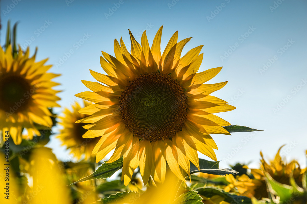 Sunflower field at the Lower Silesia, Poland