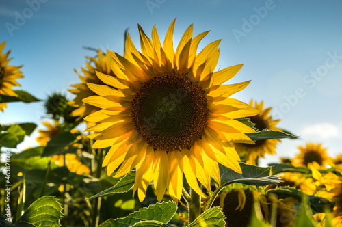 Obraz na płótnie Sunflower field at the Lower Silesia, Poland w salonie