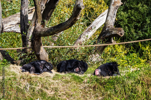 Family of chimpanzee sleeping on a grass in a zoo. Monkey relaxing on a sunny day after lunch.