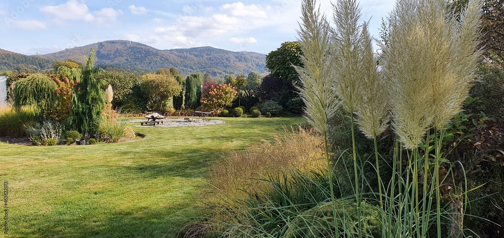 Fototapeta premium Piękne trawy ozdobne w ogrodzie jesienią, trawa pampasowa, góry Beskidy w tle