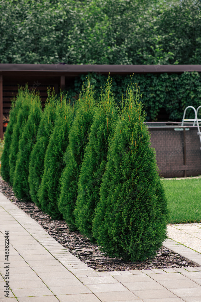 Thuja Smaragd" Images  Browse 91 Stock Photos, Vectors, and Video | Adobe  Stock