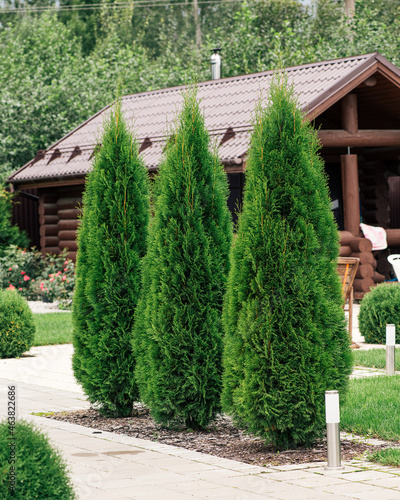 thuja smaragd in landscape design, selective focus