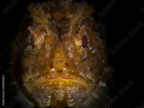Close up detail of Scorpionfish in Mediterranean Sea