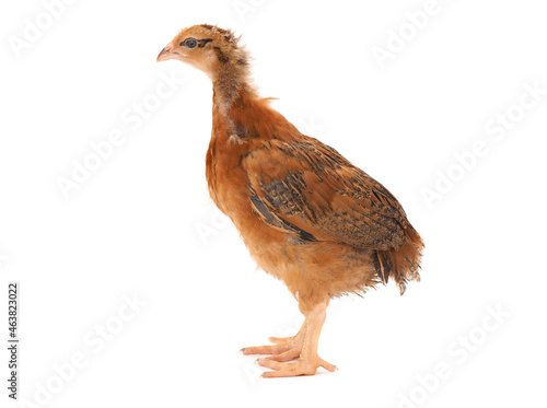 Brown chicken isolated on white 