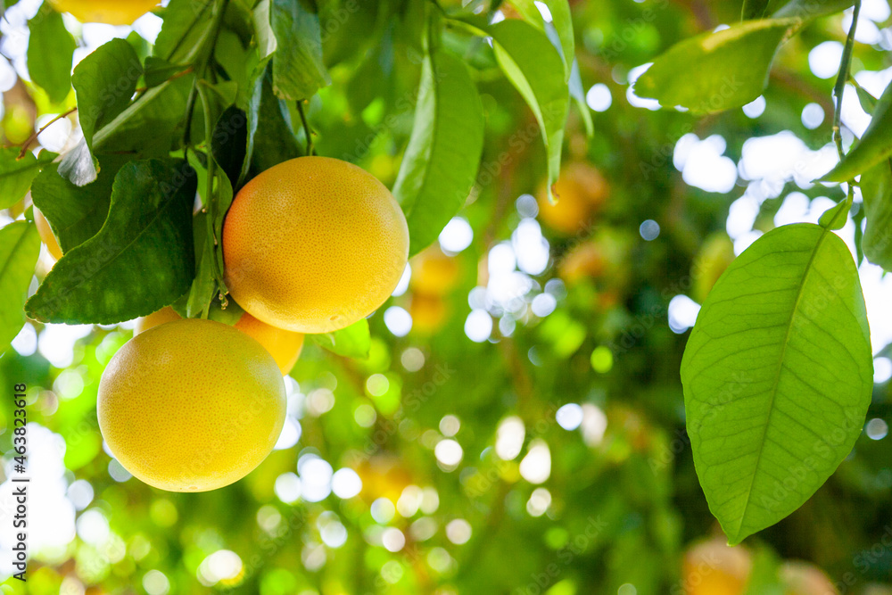 Yellow ripe grapefruit on a tree branch in the orchard