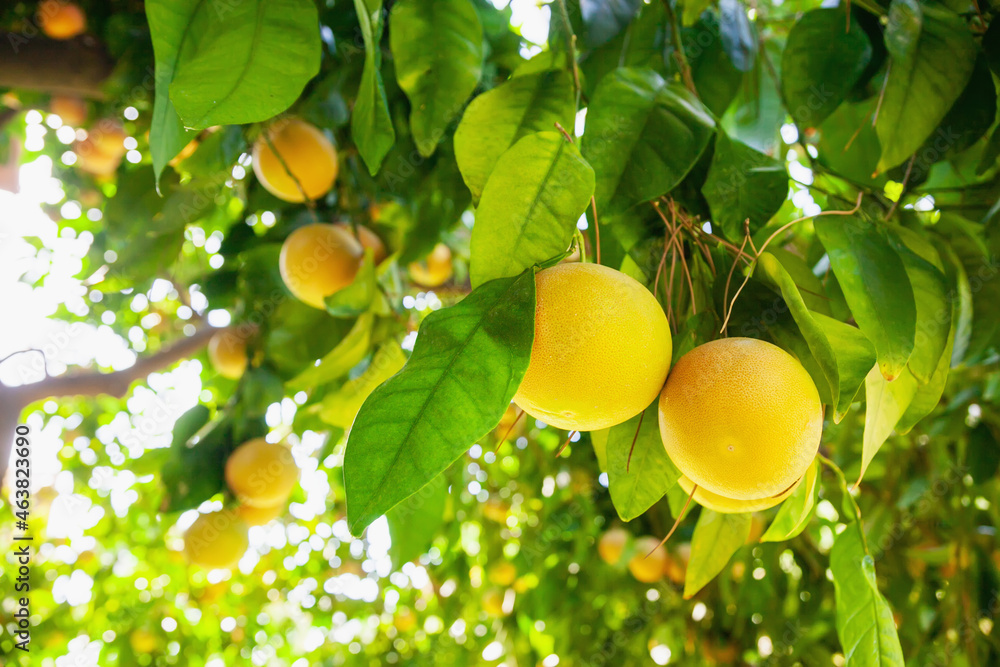 Yellow ripe grapefruit on a tree branch in the orchard Yellow ripe grapefruit on a tree branch in the orchard